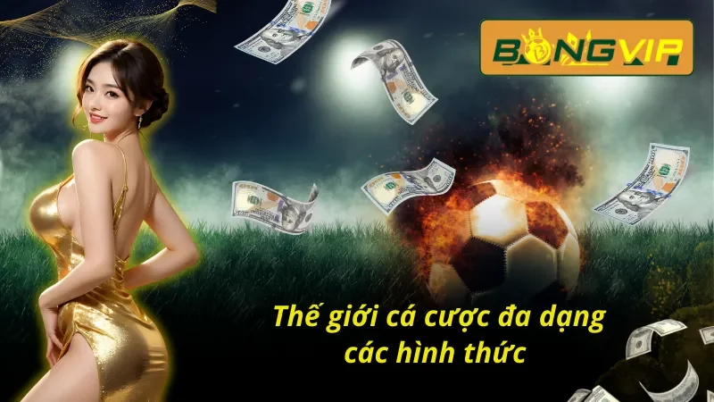 Kho tàng các loại hình cá cược cùng Bóng đá Bongvip 