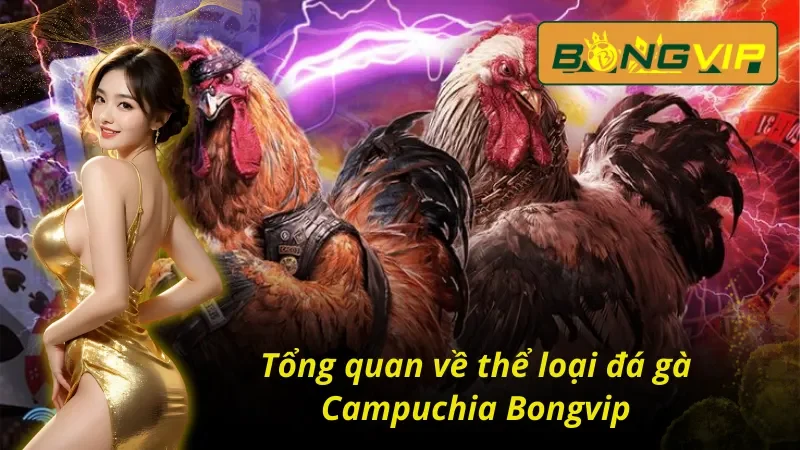 Khám phá cơ bản về hình thức đá gà Campuchia