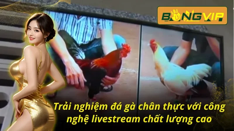 Trải nghiệm đá gà Campuchia sắc nét