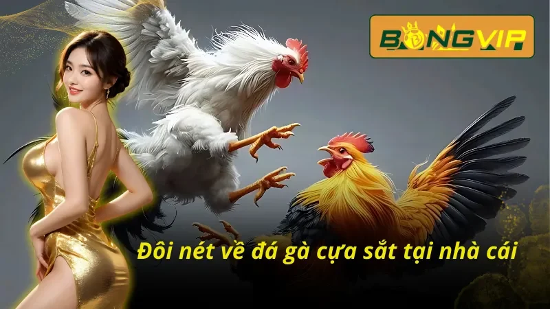 Đôi nét về bộ môn đá gà cựa sắt Bongvip