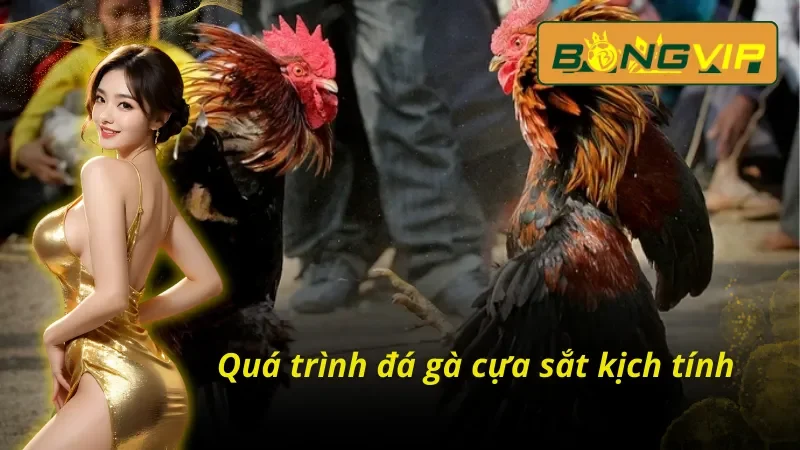 Tham gia cá cược đá gà cựa sắt tại Bongvip