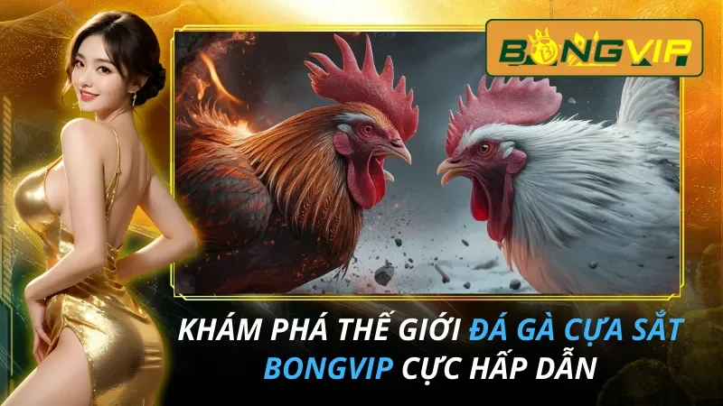 Khám Phá Thế Giới Đá Gà Cựa Sắt Cực Hấp Dẫn Tại Bongvip 2026
