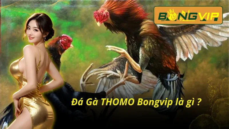 Tổng quan những thông tin cơ bản về Đá Gà THOMO trực tuyến tại Bongvip