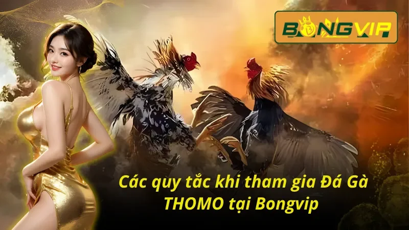 Những quy tắc cần phải nắm được khi tham gia đá gà THOMO trực tuyến tại Bongvip