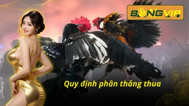 Quy định phân thắng thua trong Đá Gà Trực Tuyến THOMO