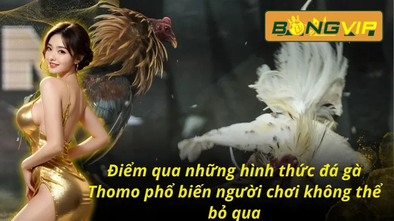 Giới thiệu về các hình thức đá gà trực tiếp thomo phổ biến