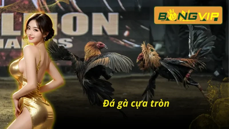 Đá gà cựa tròn trong Đá Gà trực tuyến THOMO